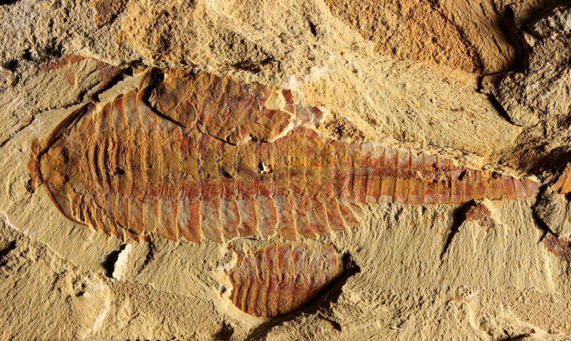 This image shows the dorsal view of Fuxianhuia protensa. The three-inch-long fossil was found in sediments dating from the Cambrian Period 520 million years ago in what today is the Yunnan province in China. Parts of the gut are visible as dark stains alo